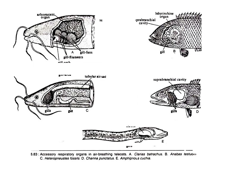 Zoology bsc tu Fish and fisheries (75 lec tu 4th year)
