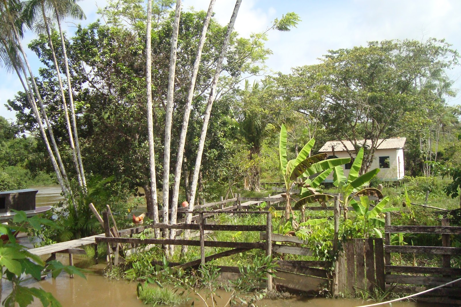 Amapá, minha amada terra!: Imagens de Limão do Curuá (Bailique)
