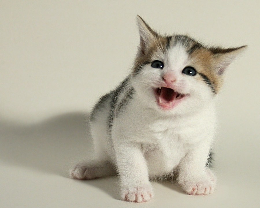 Котир. Котенок мяучит. Котир. Маленький котенок рычит. Мтс акции форум.