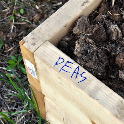 planting peas