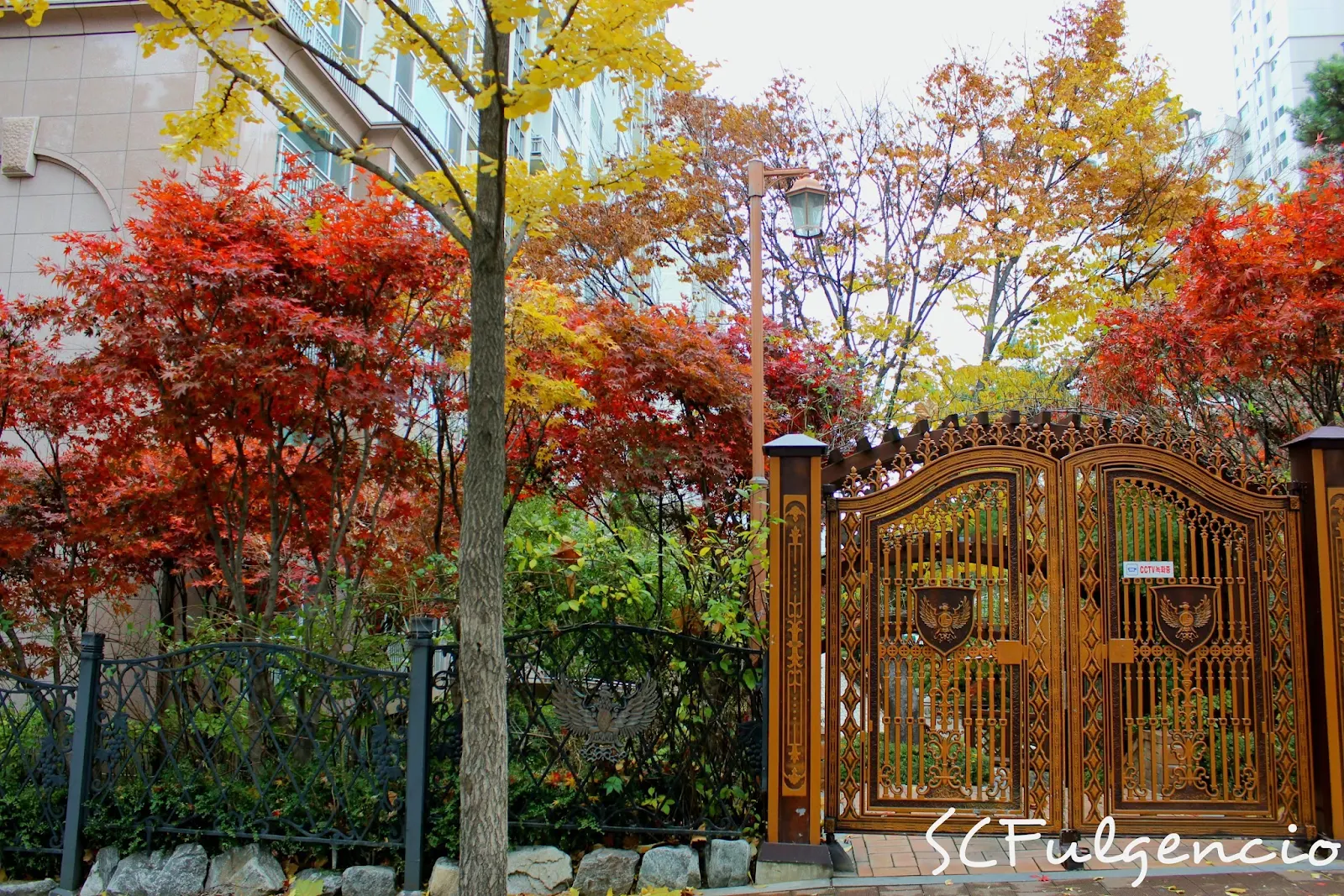 autumn korea