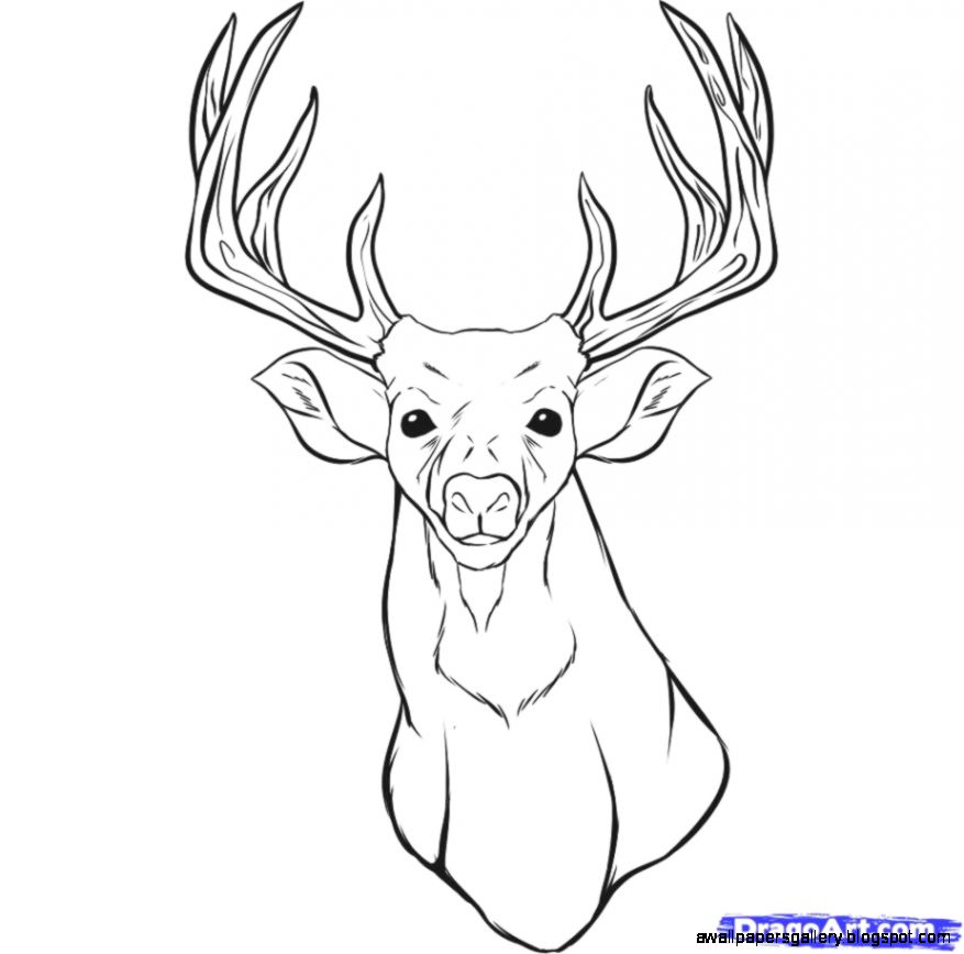 Deer Drawing Related Keywords amp Suggestions   Deer Drawing Long