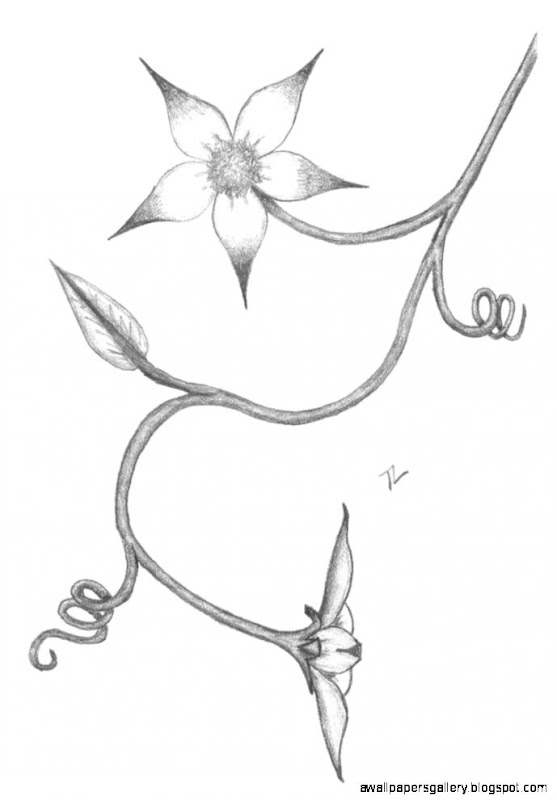 Flower Drawing In Pencil Easy Wallpapers Gallery