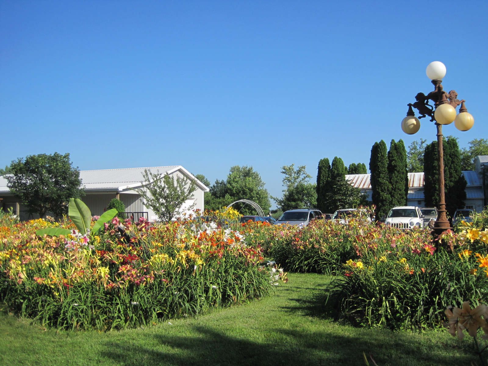 An Artist Saturday Plein Air Heavenly Gardens Daylily Farm