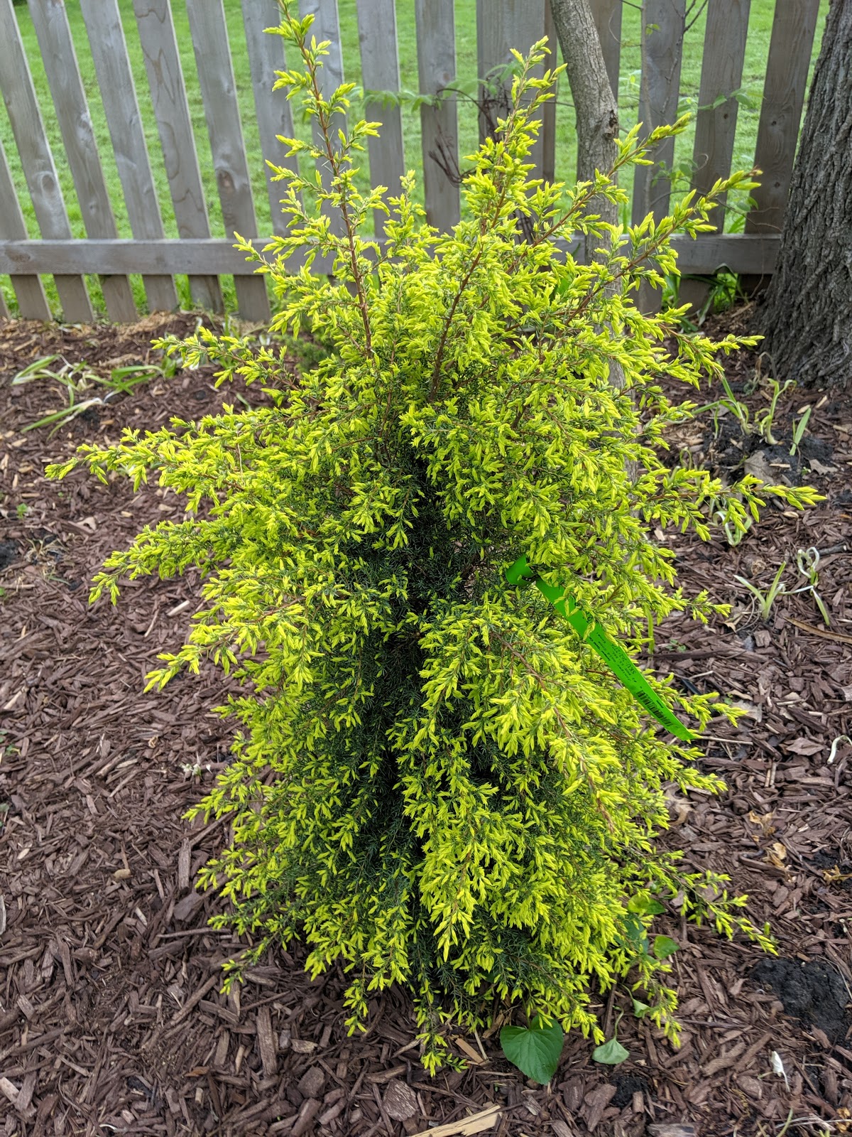 gold cone juniper gold cone juniper