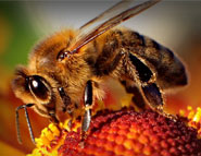 العلوم الزراعية Agriculture