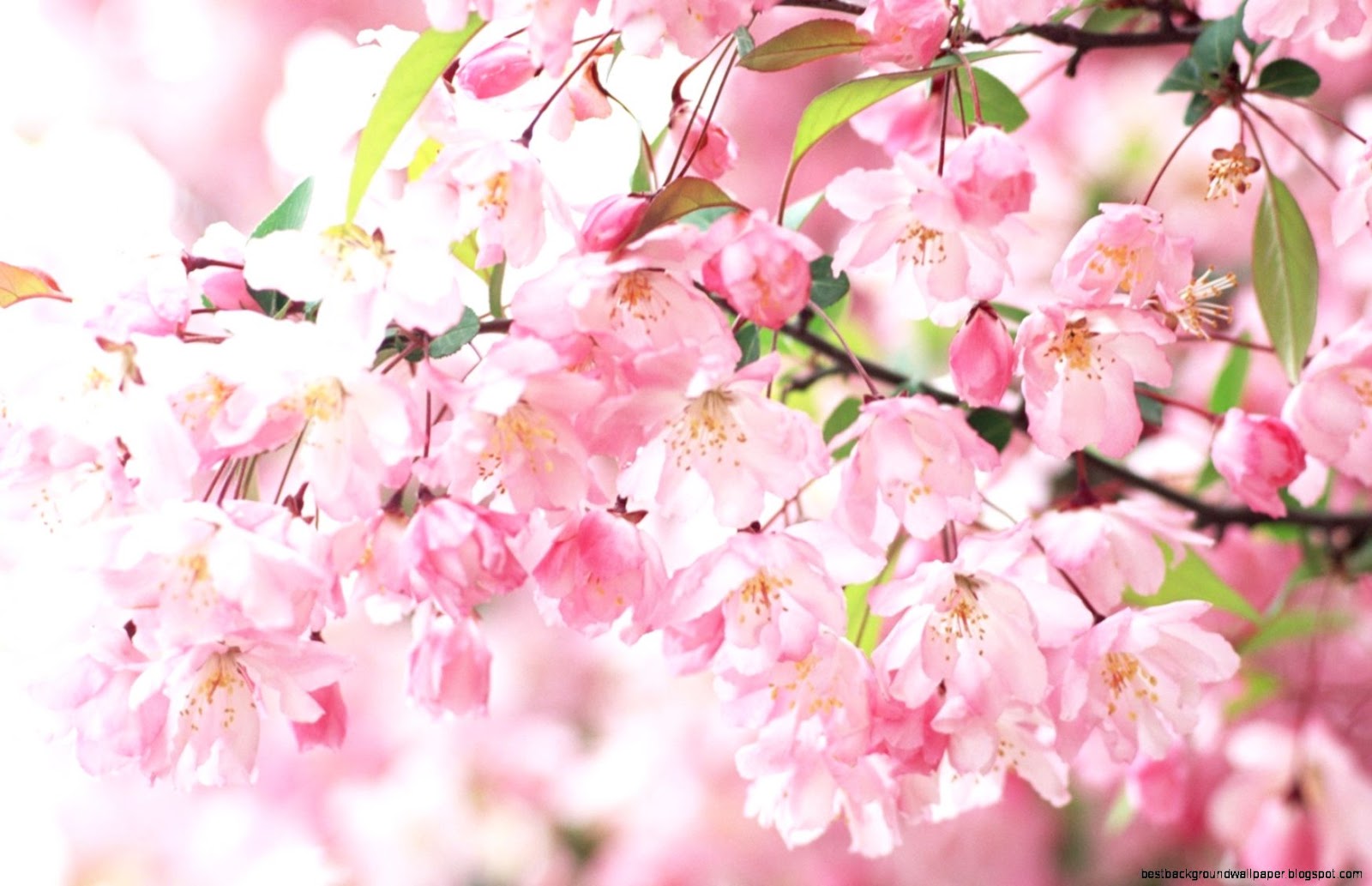 Sakura Flowers