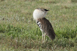tanzania bustard kori crater bird africa its birds ngorongoro flying adam common heaviest riley