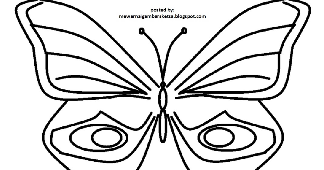 gambar mewarnai binatang kupu kupu 