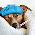 3 dicas para a gripe não pegar seu pet