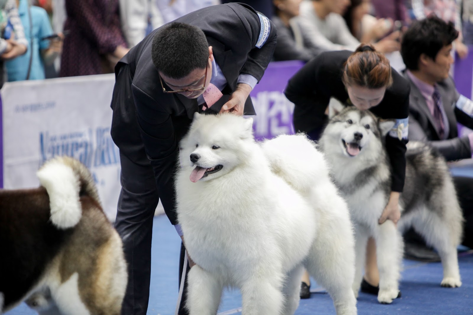 The Largest Pet Expo In Korea All Animal Lovers And Pet Owners Gather