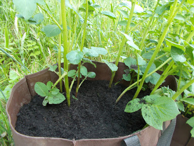 Potatoes in bags earthed up 80 Minute Allotment Green Fingered Blog