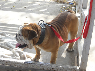 bull dog ahmedabad