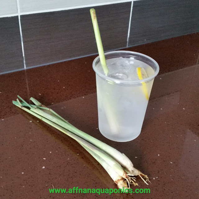 Affnans Aquaponics: Lemongrass Repotting