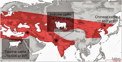 Origins of cattle farming uncovered in China