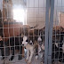 Ιωάννινα:Καταφύγιο αδέσποτων ζώων Ιωαννίνων, ώρα μηδέν!
