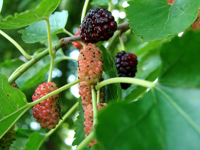 Docaitta Lifestyle: Gardening & Recipe: Mulberry Trees and Homemade Jam!
