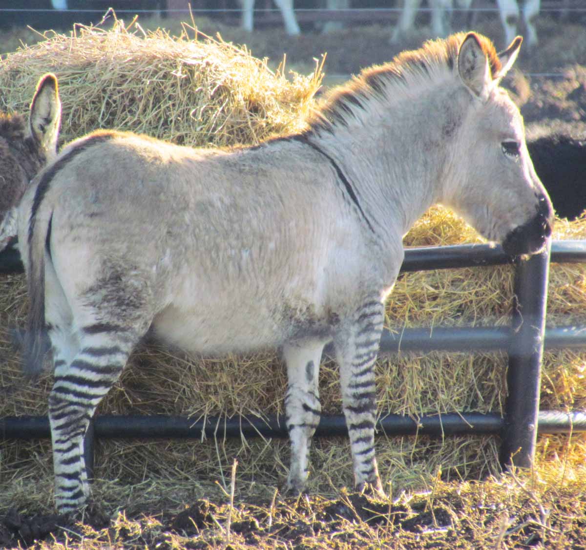 The Agatelady Adventures and Events Unusual Zebroid and Hardwood