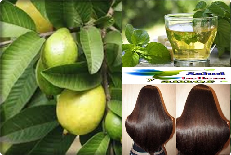 HOJAS de GUAYABA 4 Increíbles beneficios para tener un Cabello Sano