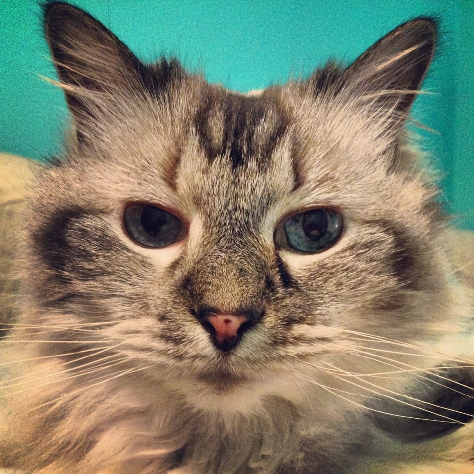 honey and horseshoes: The Mad Crapper