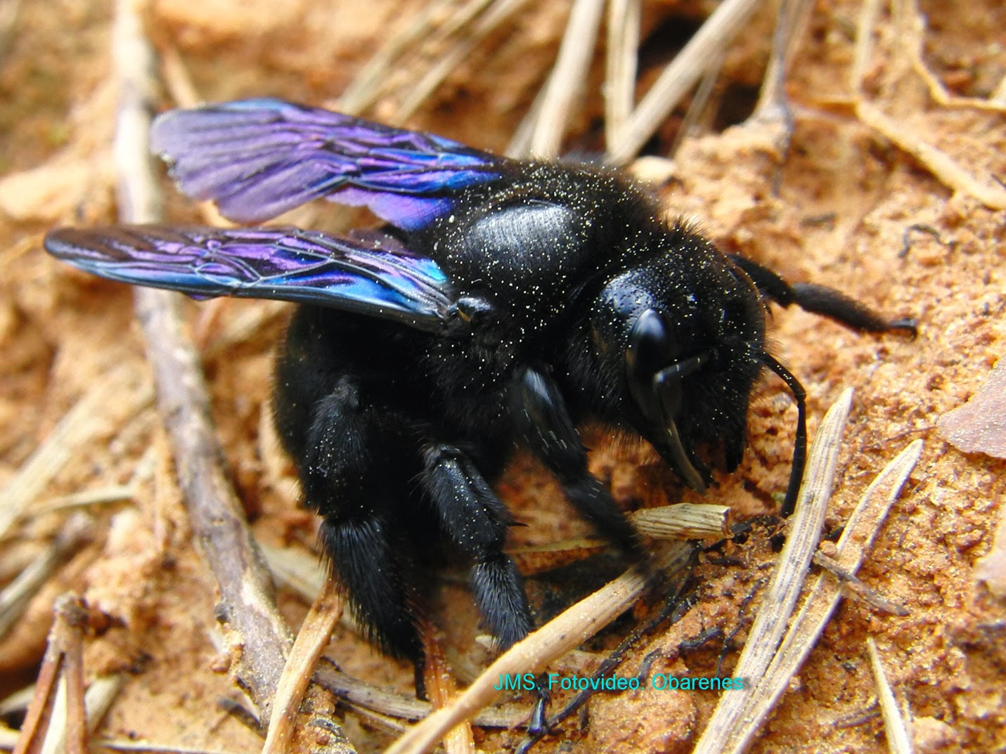 montes-obarenes-entorno-y-vida-abeja-xylocopa-viol-cea