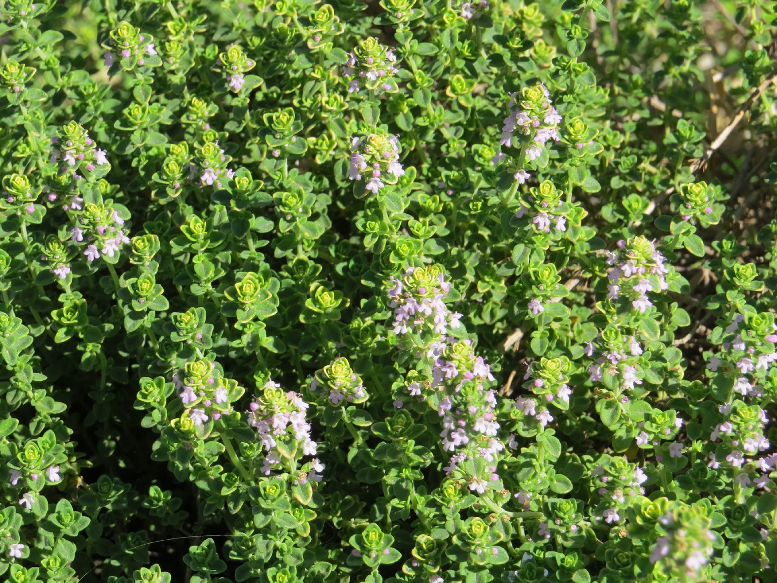 Edible Herbs, Flowers & Other Edibles Grow Your Own Dinner! More Herbs, Less Salt Day! August