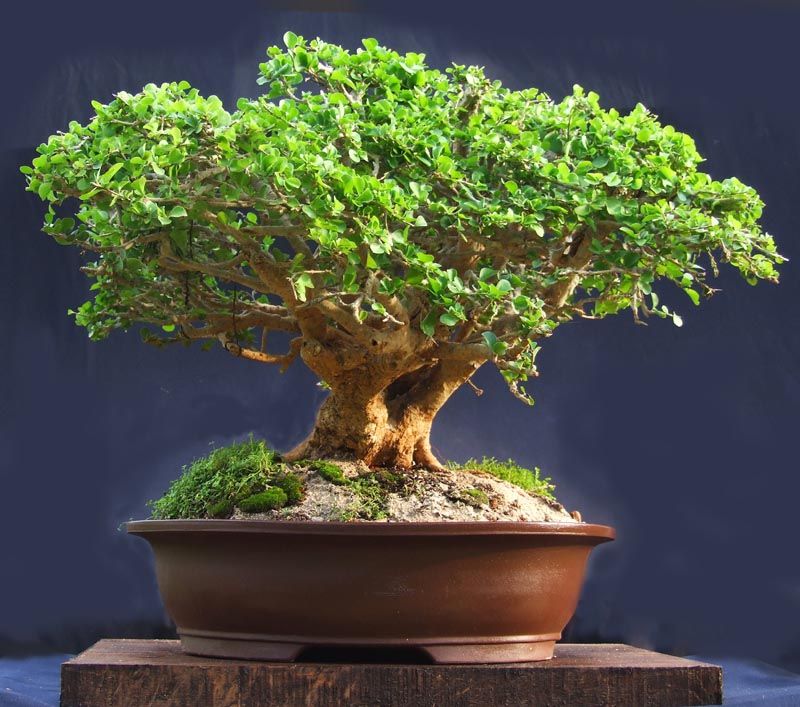 Historia del Bonsái