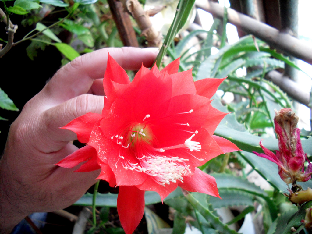 PHOTO Red indoor flowers Unique house plants.The owner of