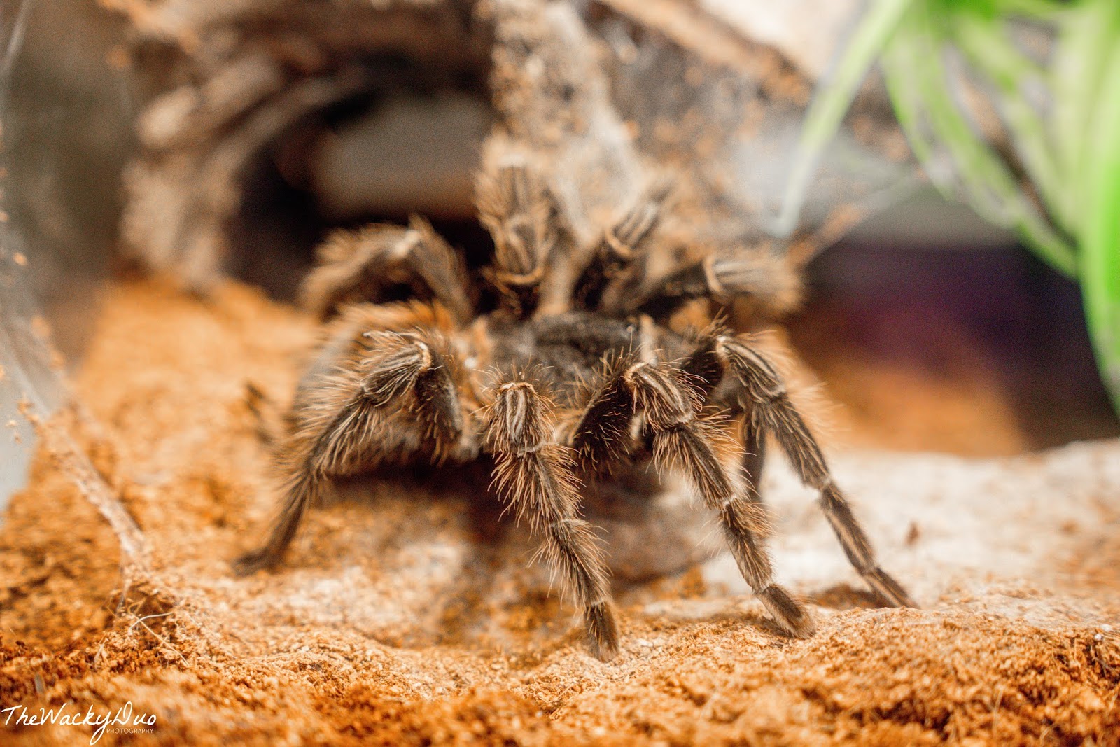 Australian Reptile Park Sydney Review - TheWackyDuo.com - Singapore