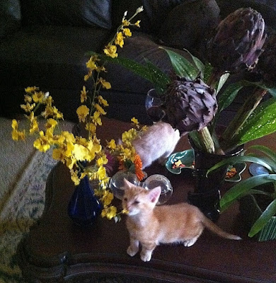 Orchids and kittens - Stein Your Florist Co.