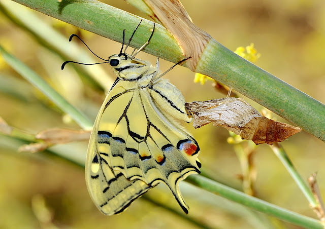 EMERGENCIA DE PAPILIO MACAON