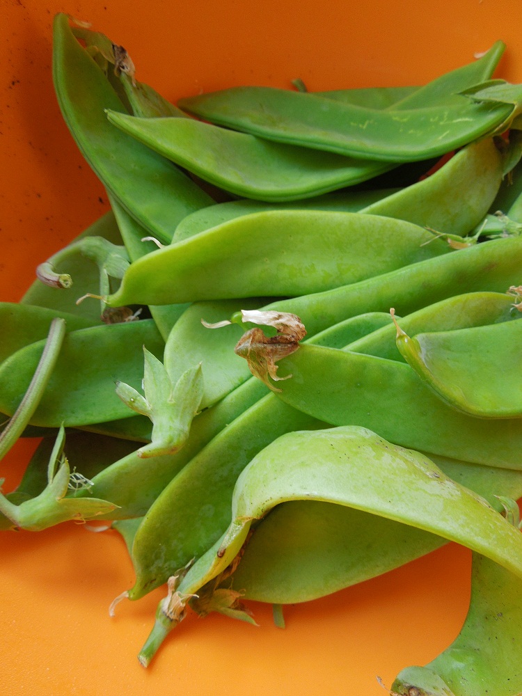 Dans mon assiette Mangetout et très gourmand