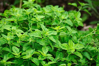 herbs-www.healthnote25.com