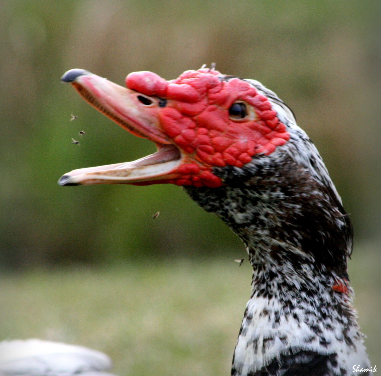 Shamik Photography Devoted to the Natural Elements Our Muscovy Ducks