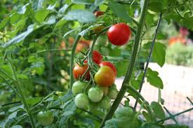  Cara Budidaya Tomat Organik Di Lingkungan Sekitar Cara Budidaya Tomat Organik Di Lingkungan Sekitar