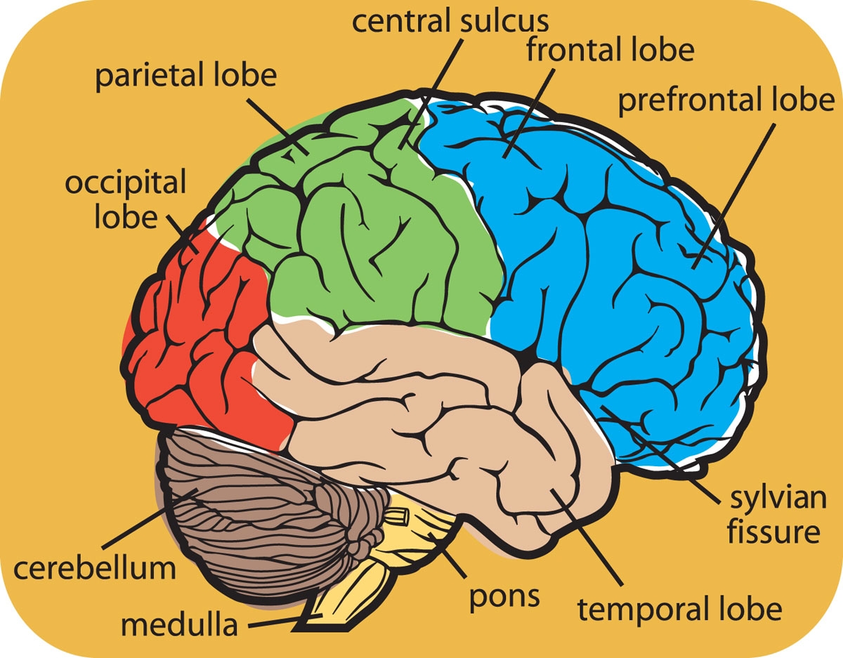 Brian Owens Image: Brain Structure And Functions