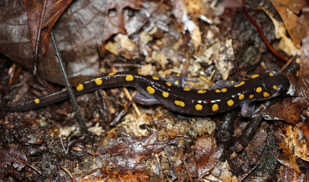 Ohio Birds and Biodiversity Salamanders sluggish this spring