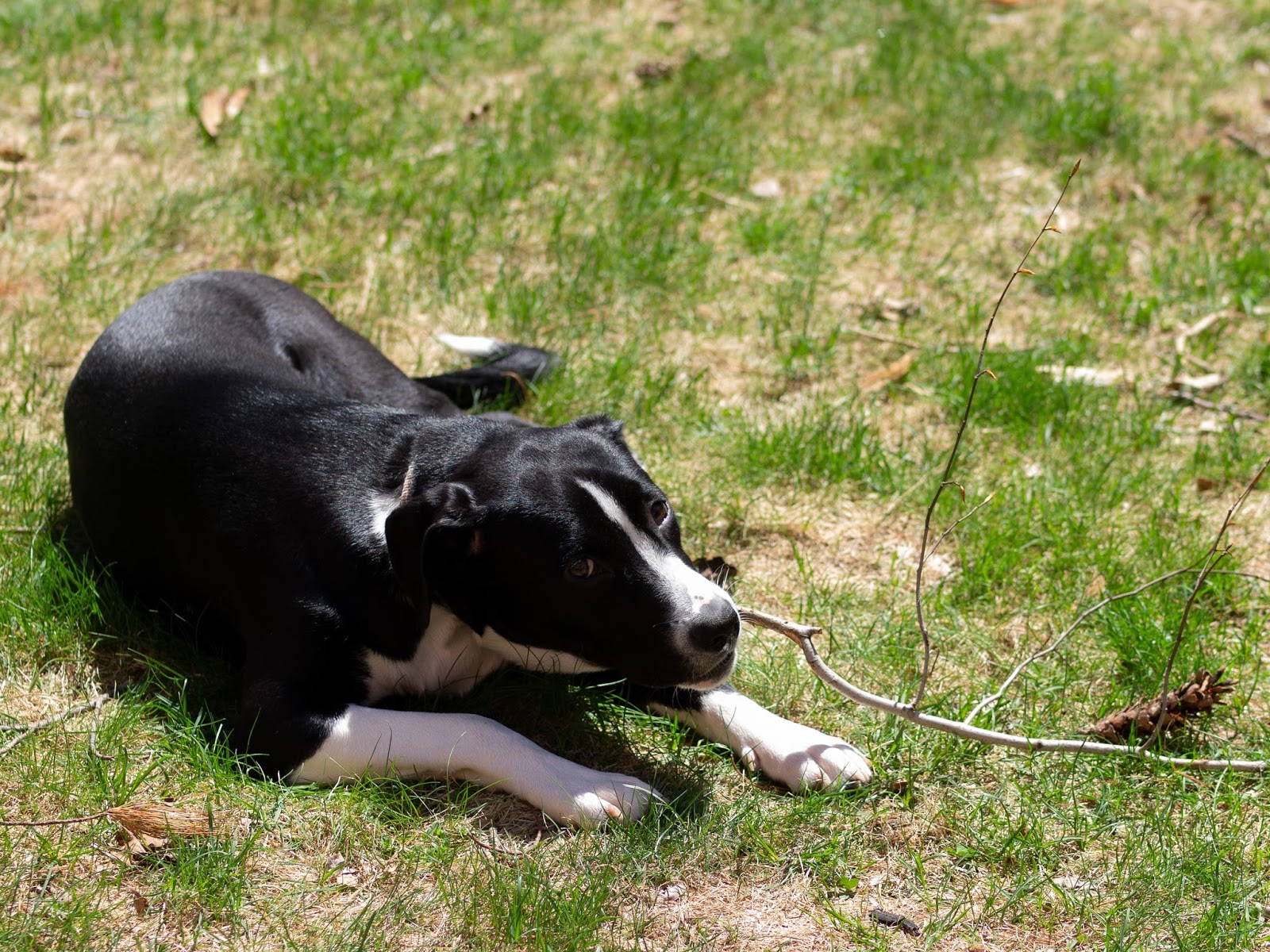 Small Dog, Big Stick