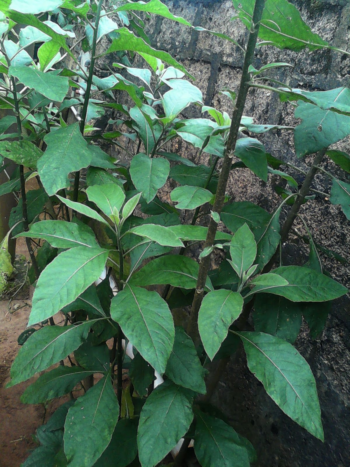 Unlock Incredible Health With These 22 Bitter Leaf Benefits - 45ll8ke
