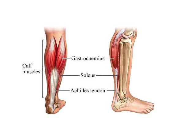 Kunci Jawaban Berikut Ini Merupakan Contoh Otot Yang Bekerja Secara Sadar Dan Tidak Sadar Yang Disebutkan Secara Berturut Turut Adalah Rofa Education Centre