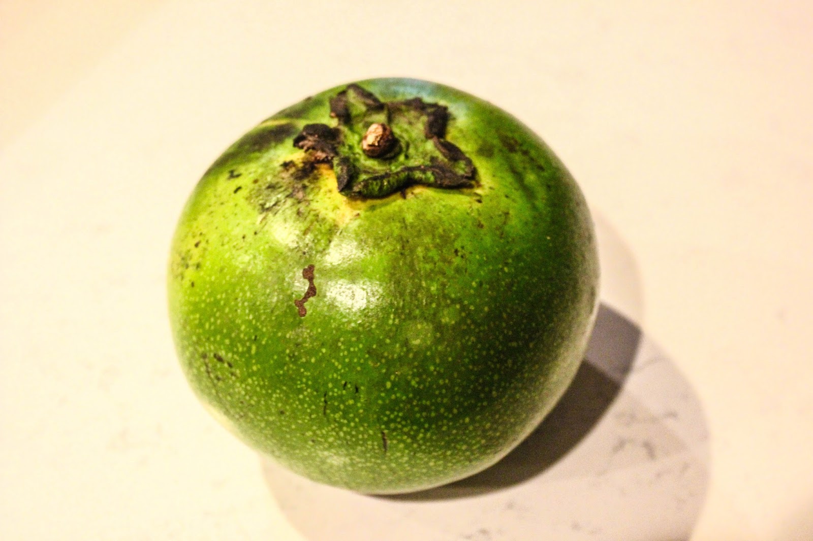 Cannundrums Black Sapote