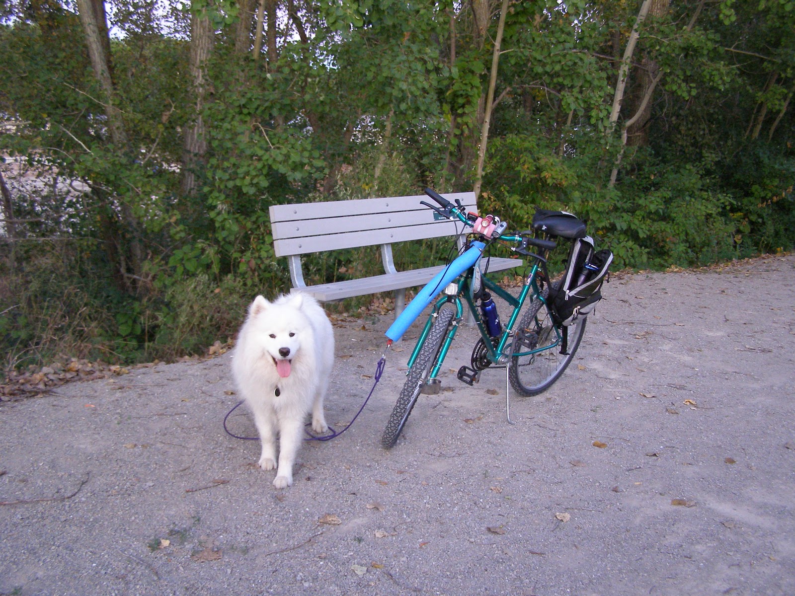 Photo 51 Samoyeds: Mendel