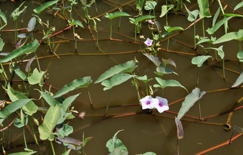Nama Latin Kangkung Air, Klasifikasi, dan Deskripsi - Generasi Biologi