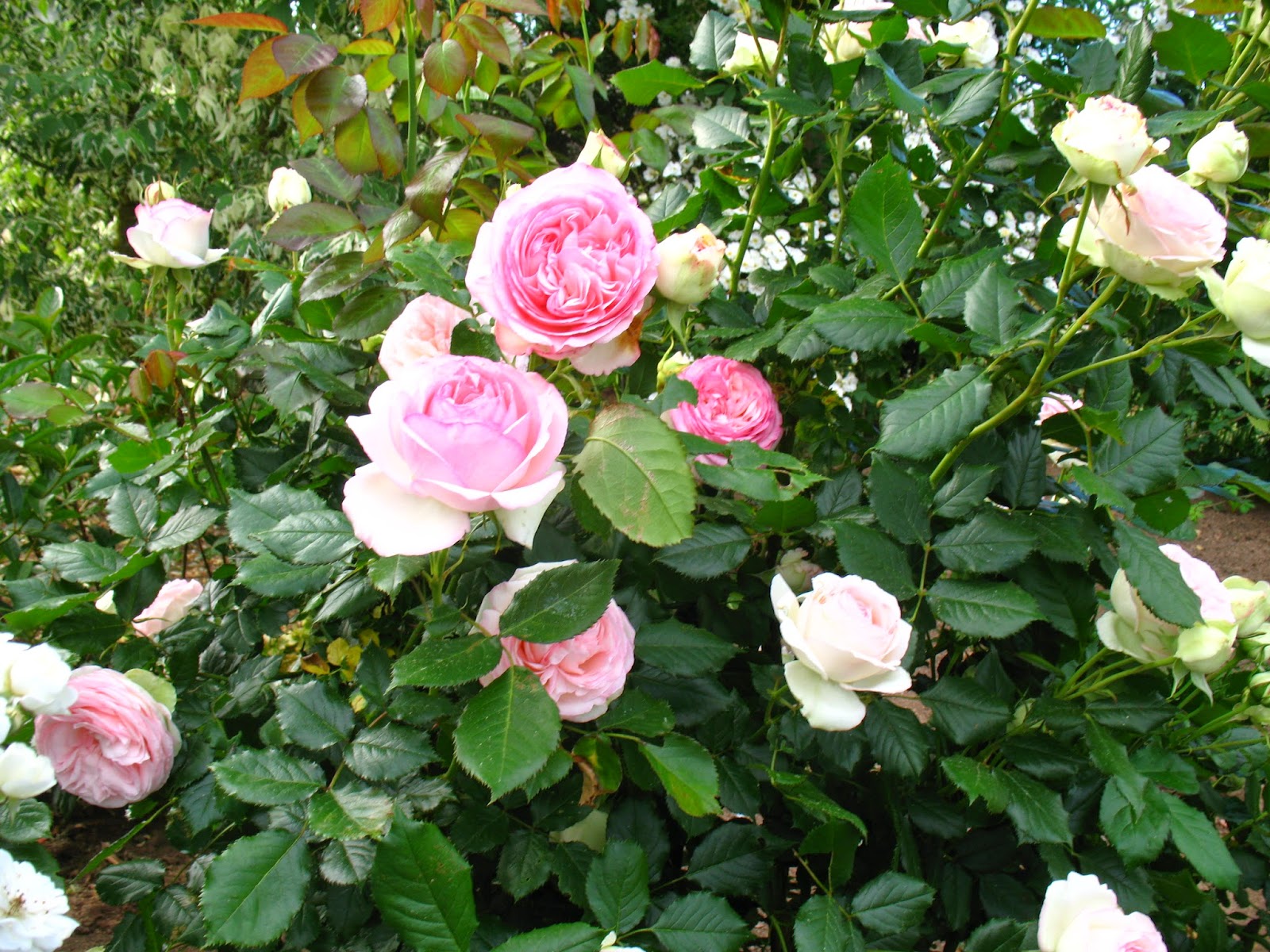 Roses du jardin Chêneland Rosier 
