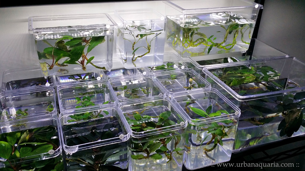 Urban Aquaria Aquarium Plant Treatment & Quarantine