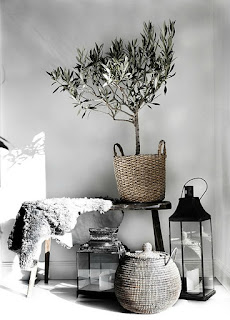 olijfboom kamerplant woonkamer