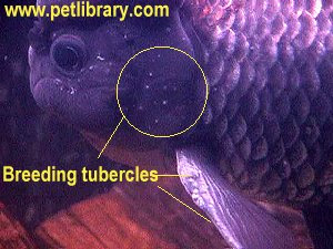 Kelah Biotechnology Aquaculture Mariculture Me Sexing Goldfish