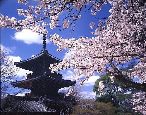 fioritura ciliegi Giappone