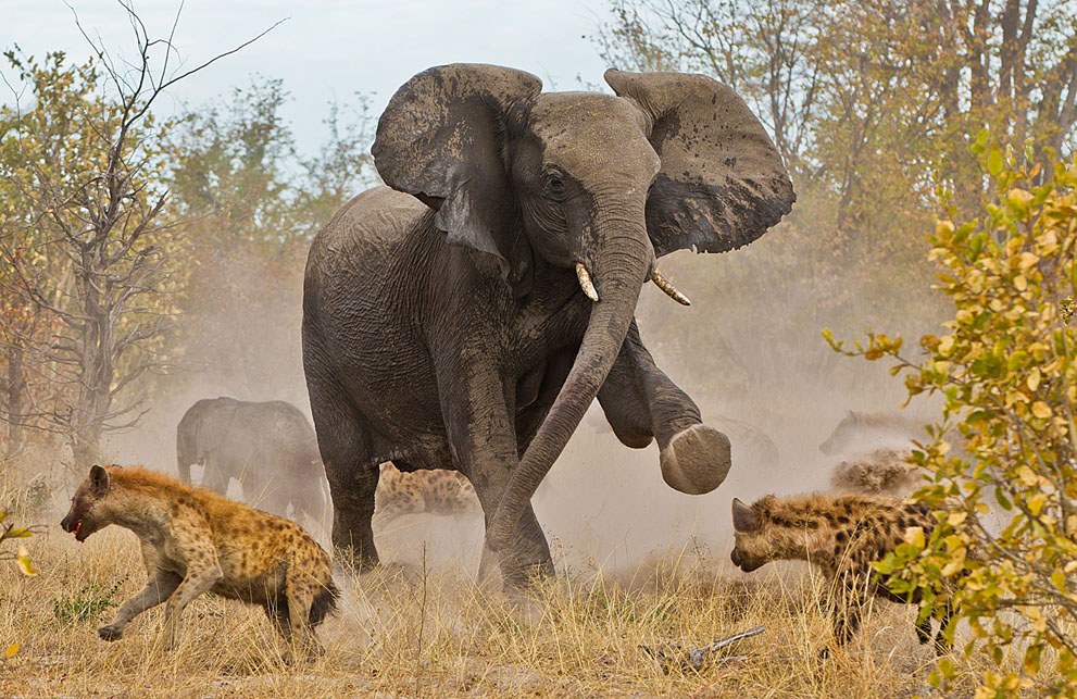 Tasty Morsels I Elephants 1 Tasty Morsels I Elephants 1