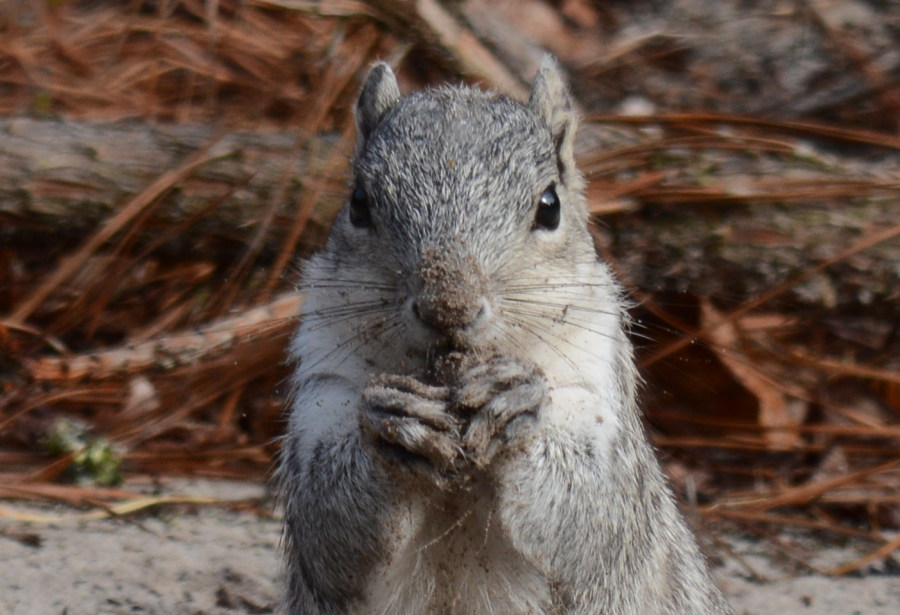 Delmarva Fox Squirrel